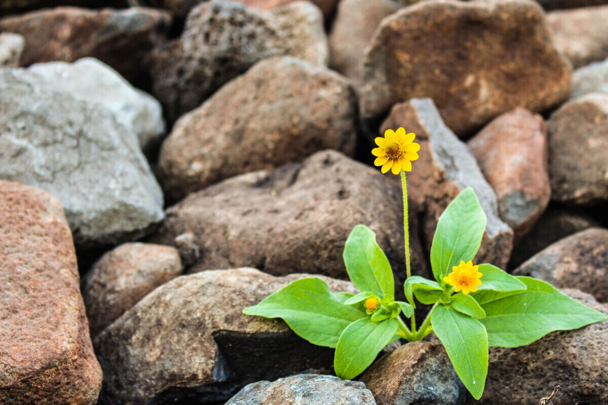 a flower blooming on rocks